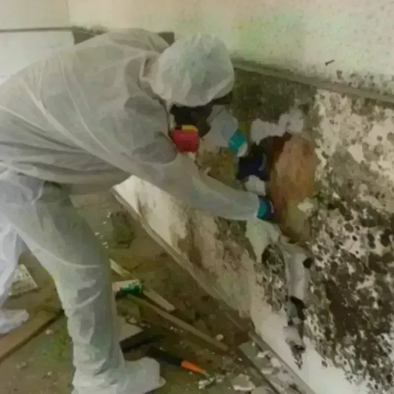 Mold Remediation and Removal in Orange, MA